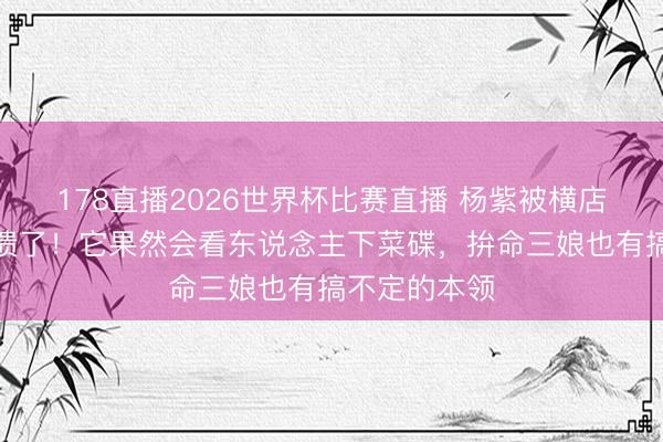 178直播2026世界杯比赛直播 杨紫被横店一匹马整崩溃了！它果然会看东说念主下菜碟，拚命三娘也有搞不定的本领